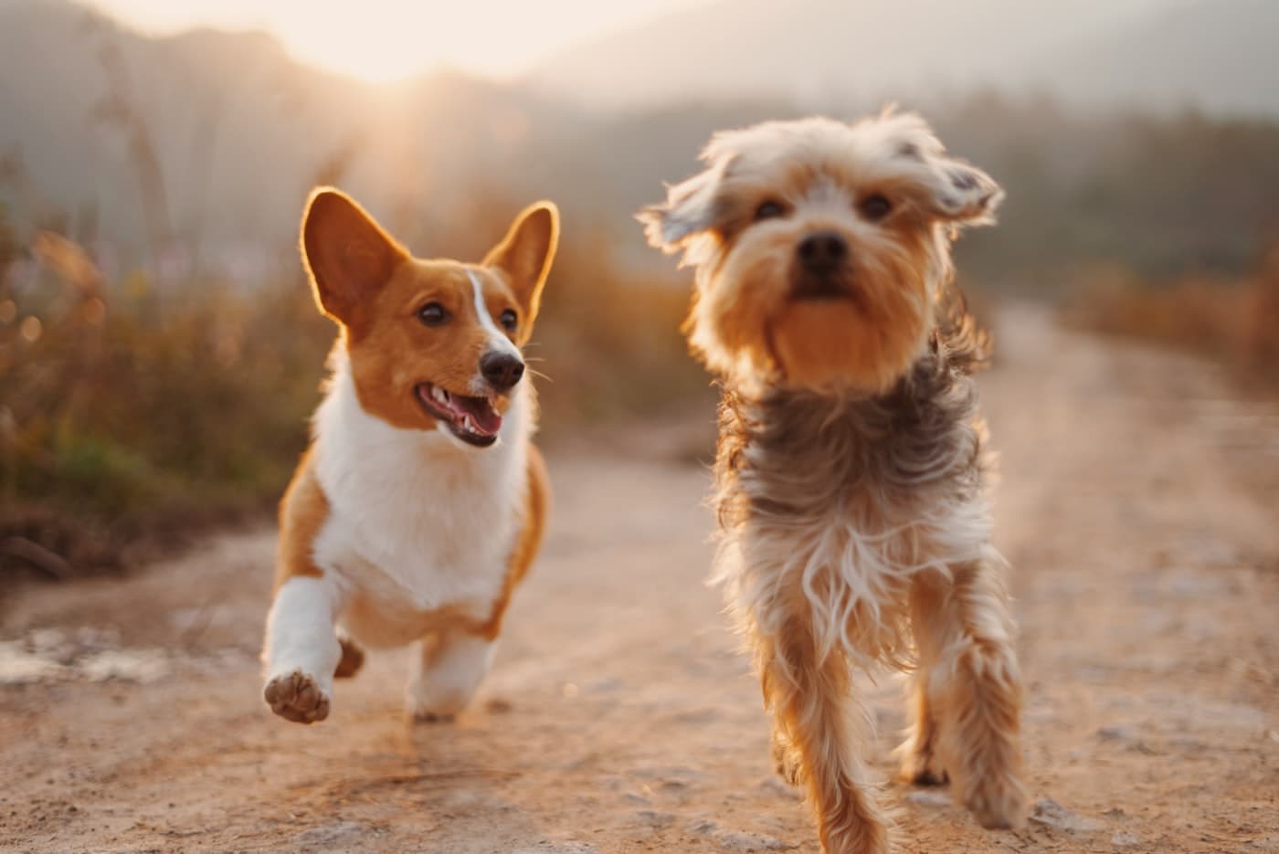 Two happy dogs running down a country path at sunset
