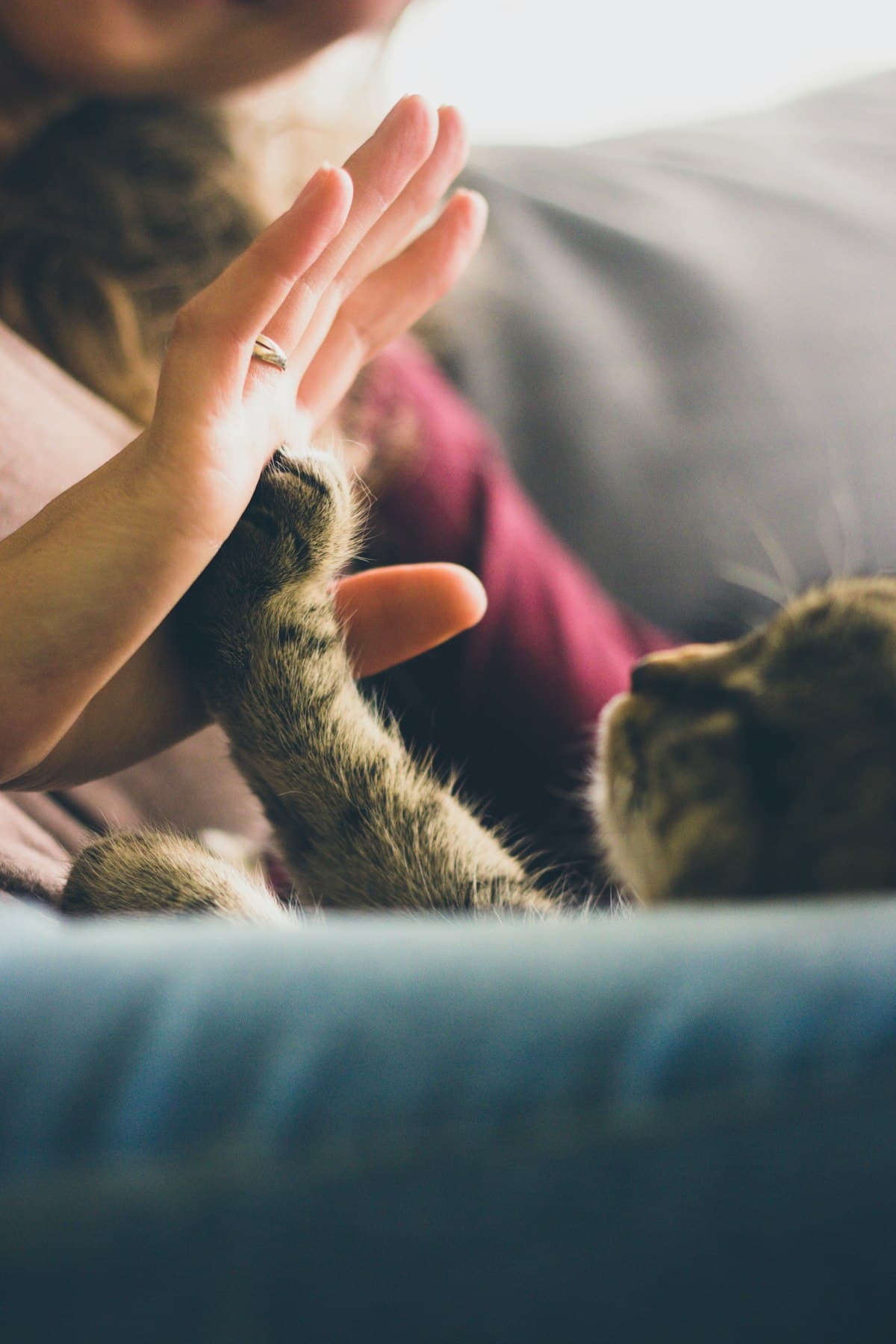 A pet owner high-fiving her cat's paw