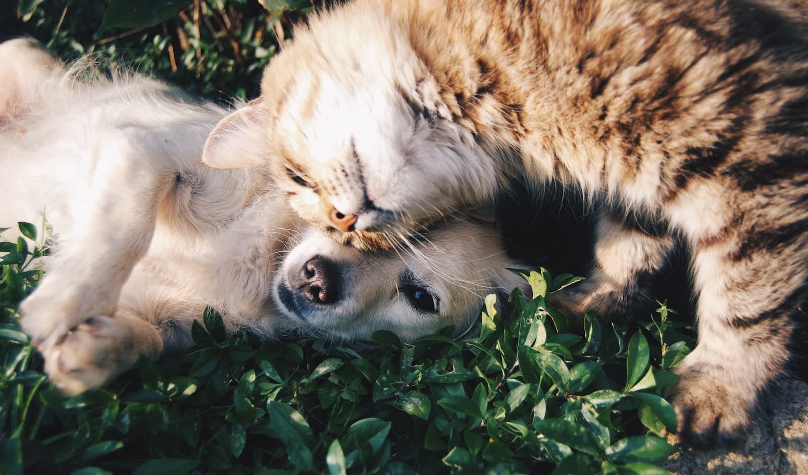 A dog and a cat snuggled together in the grass