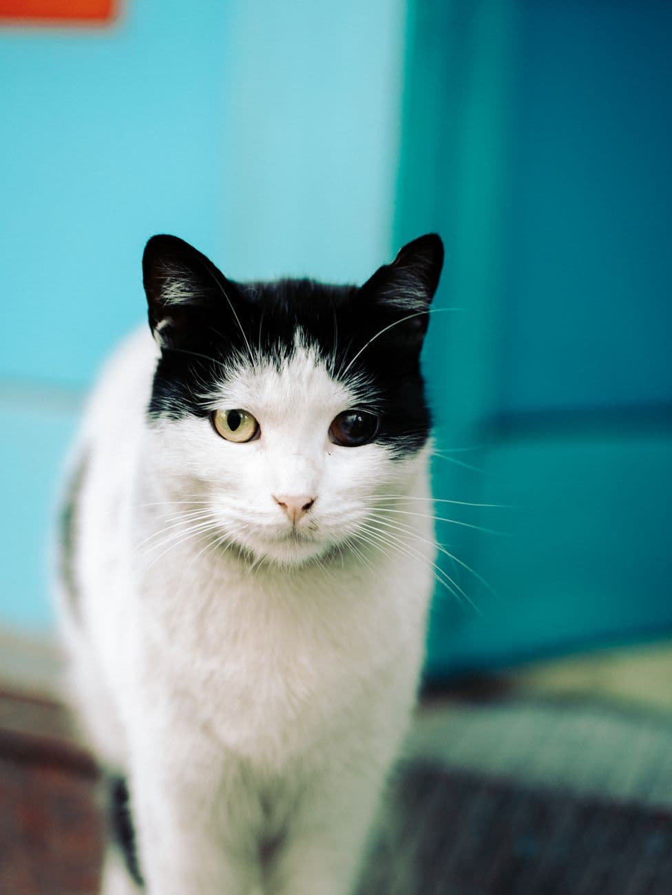 A black-and-white cat looking at the camera