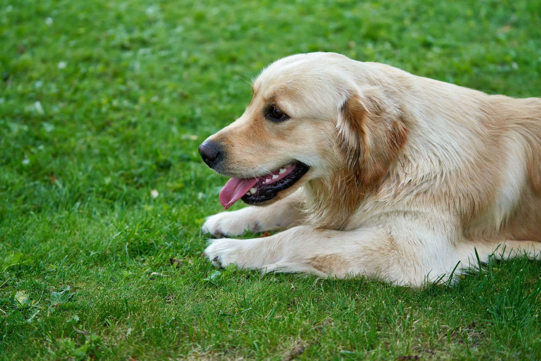 A golden retriever resting happily in the grass