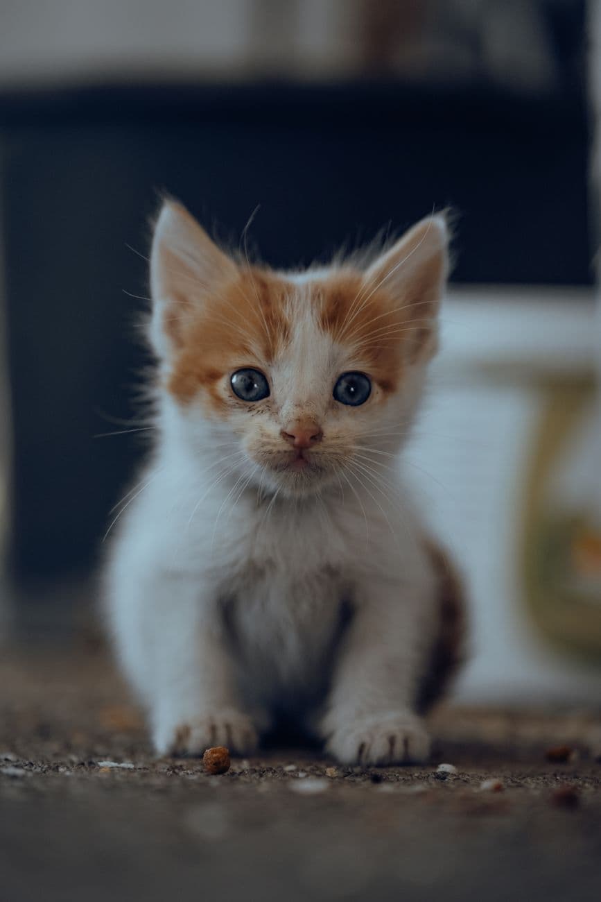 A small orange-and-white kitten