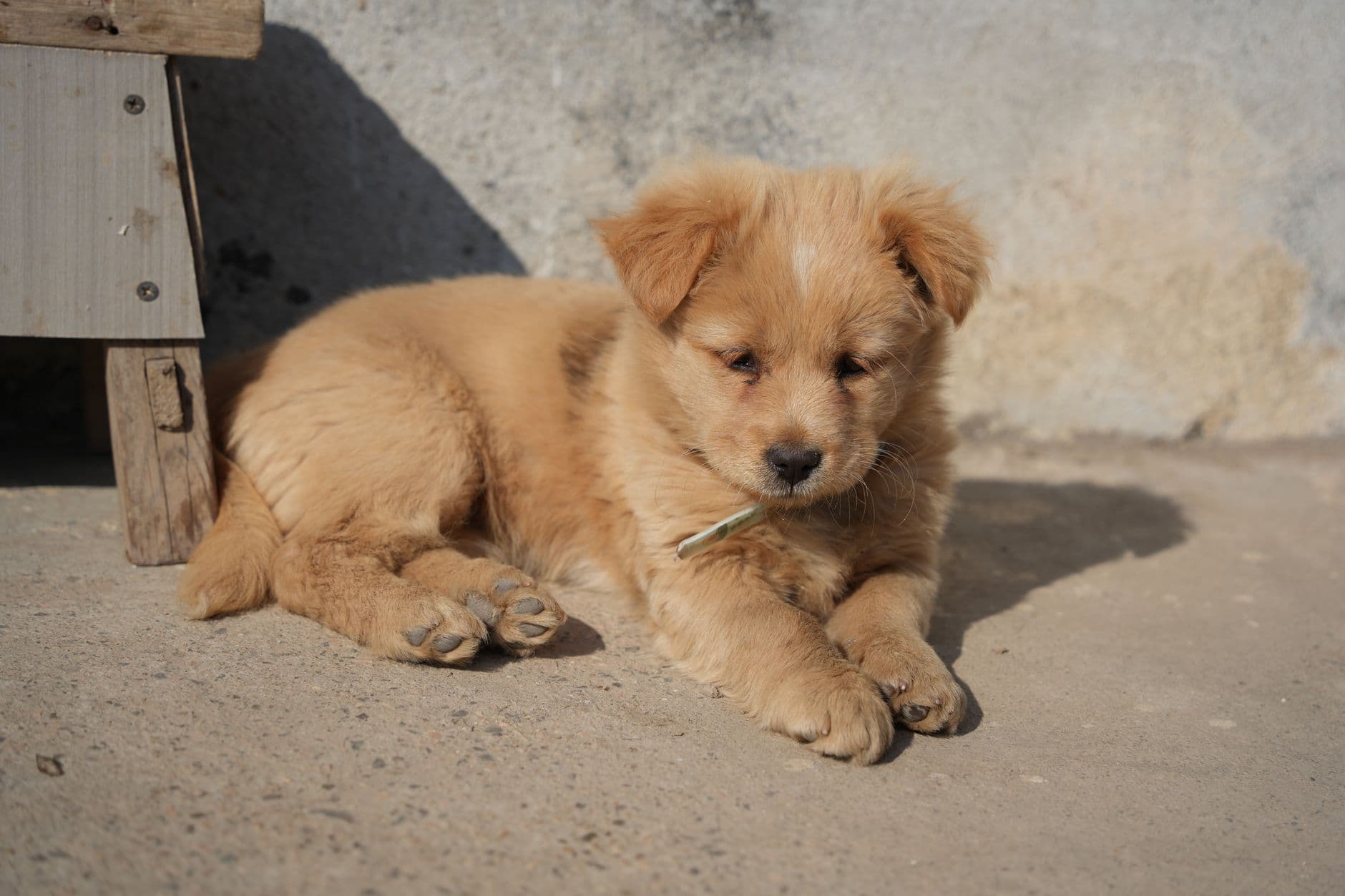 A sleepy tan puppy in the sun